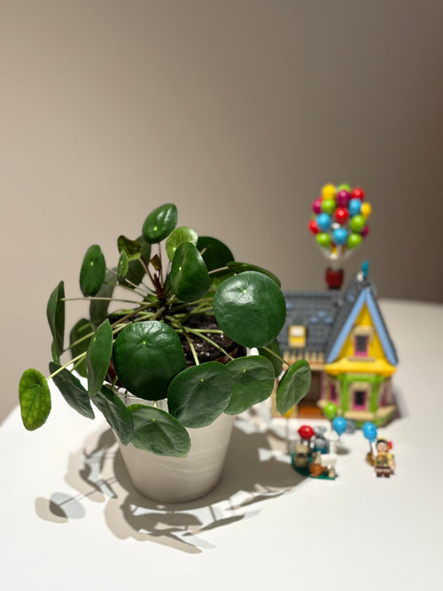 Pilea Peperomioides